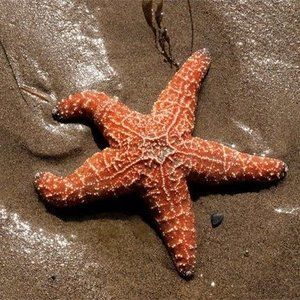 Meet your Posher, Marcia